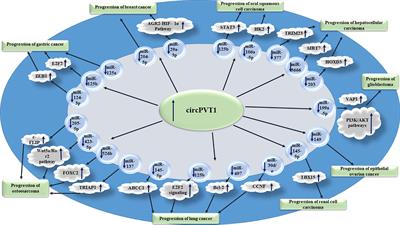 A Concise Review on the Role of CircPVT1 in Tumorigenesis, Drug Sensitivity, and Cancer Prognosis